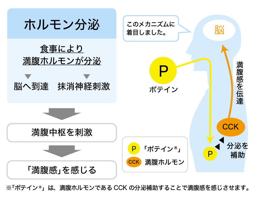 ホルモン分泌