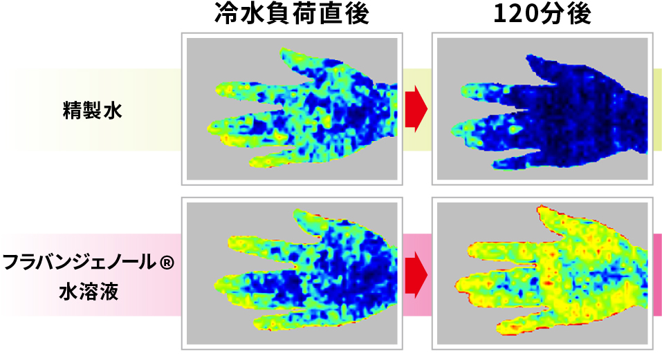 塗布による血流改善作用