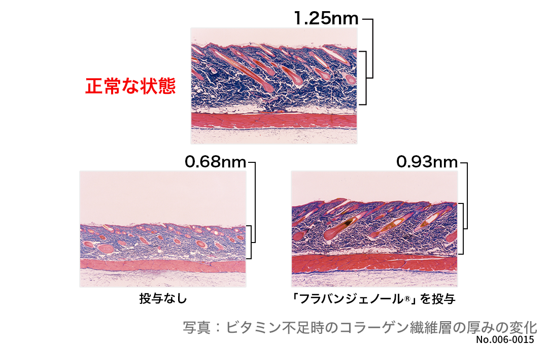 ビタミン不足時のコラーゲン繊維層の厚みの変化